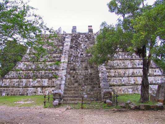yuc135.jpg